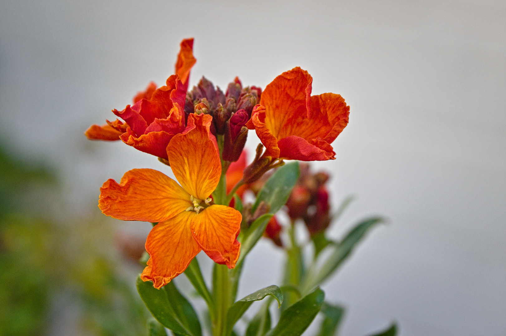 Gartenblumen im Frühling