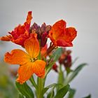 Gartenblumen im Frühling