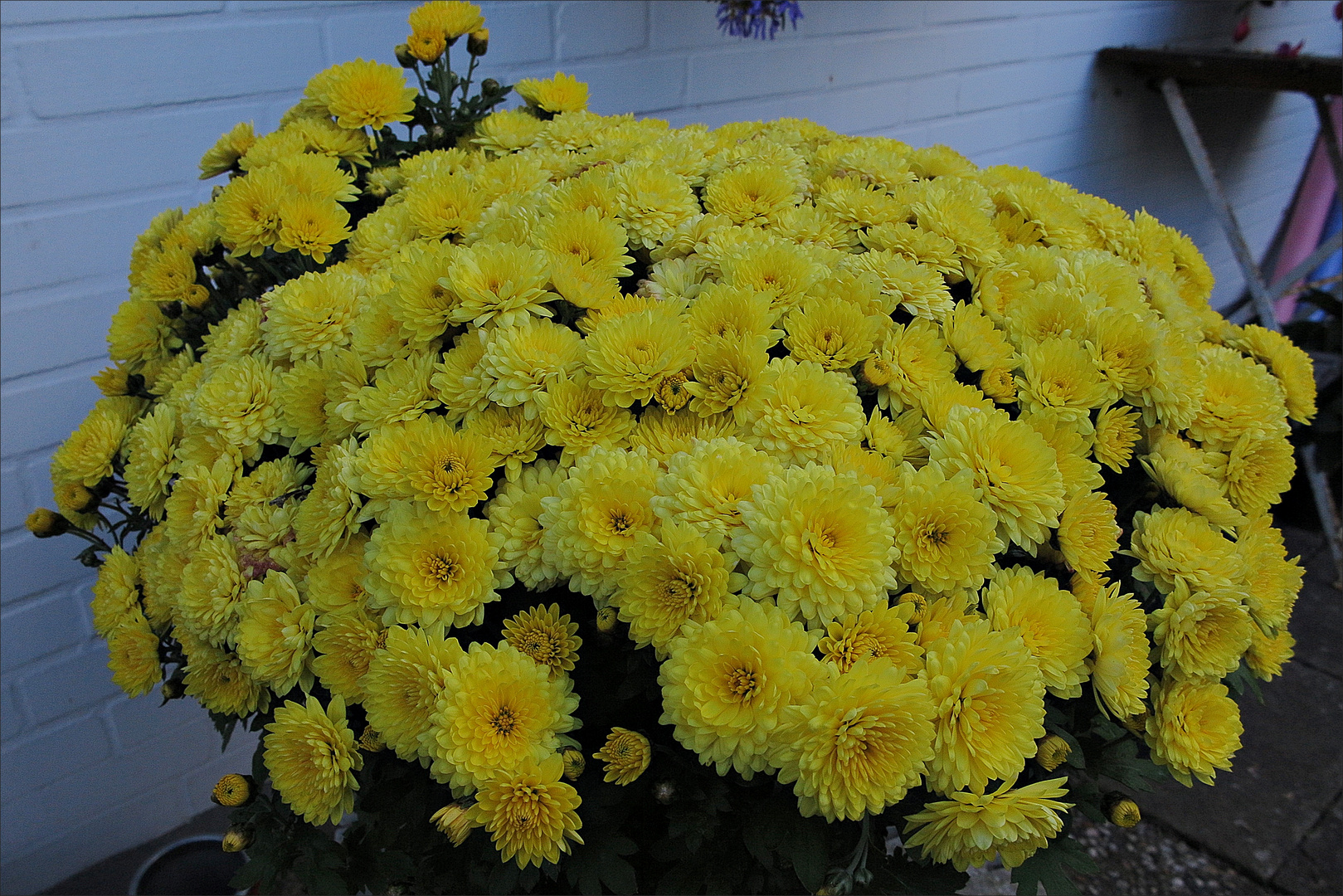 Gartenblumen im Herbst