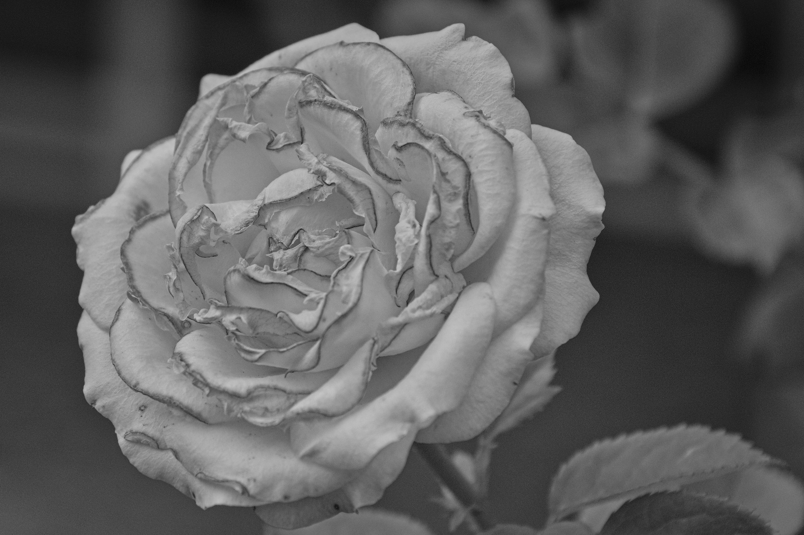 Gartenblumen im Hochsommer