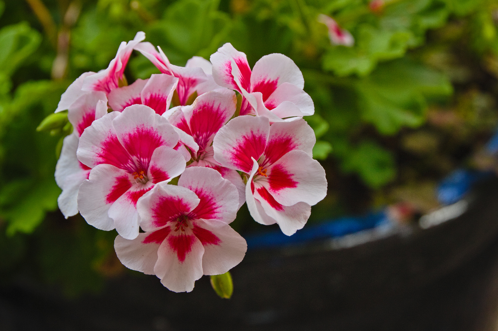 Gartenblumen im Hochsommer