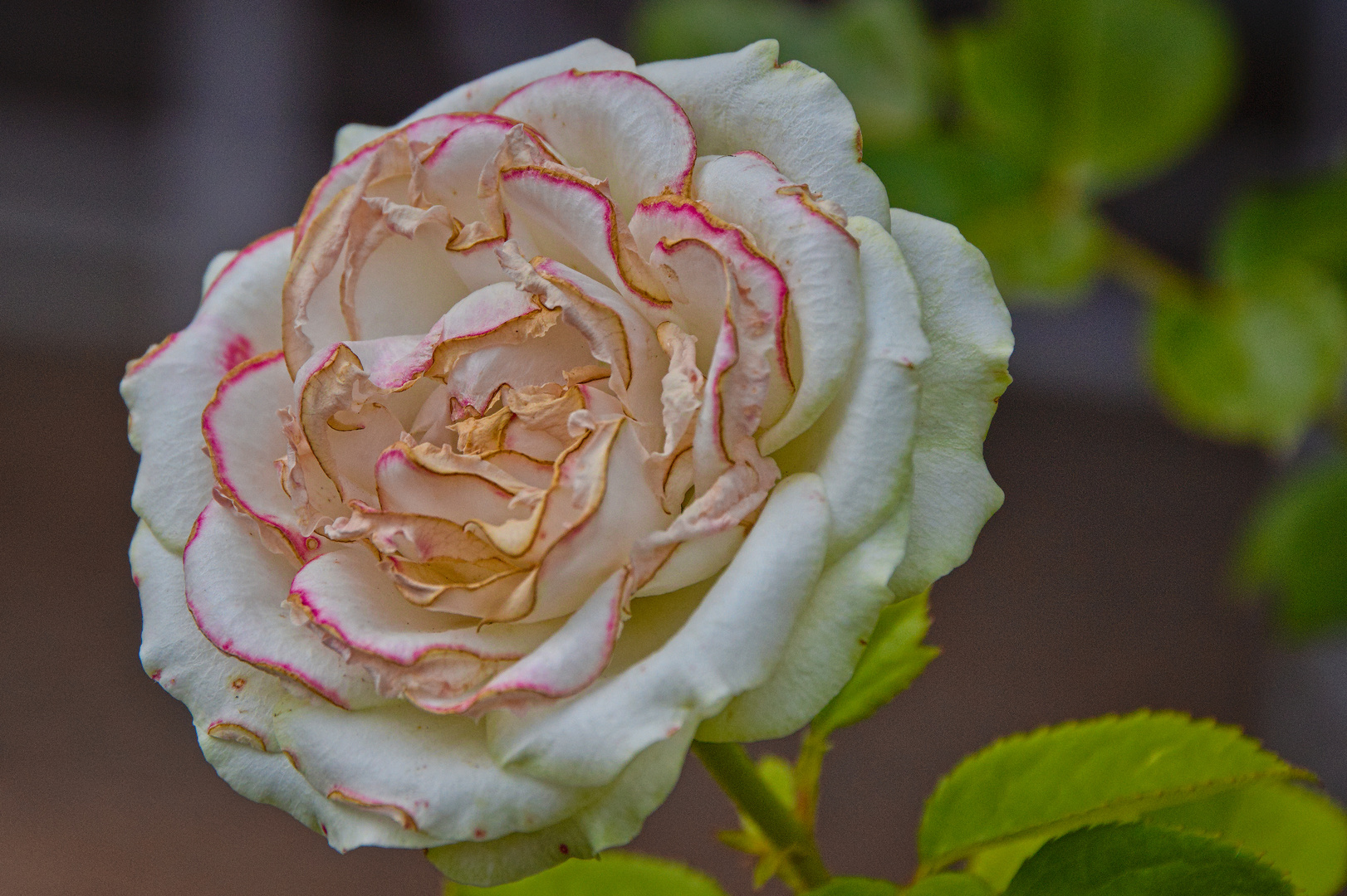 Gartenblumen im Hochsommer