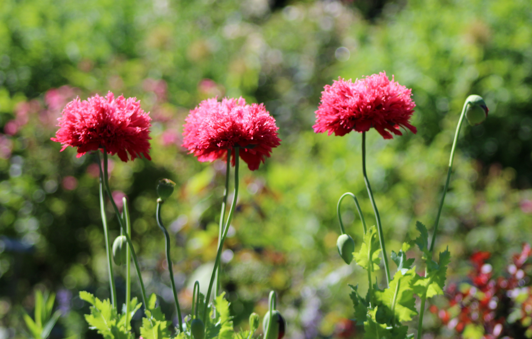 Gartenblumen im Juni Foto & Bild natur, blumen, pflanzen Bilder auf