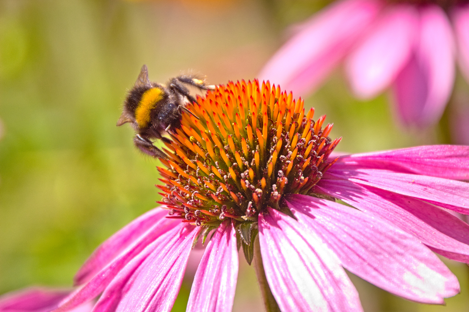 Gartenblumen im Sommer Foto & Bild | pflanzen, pilze & flechten, blüten
