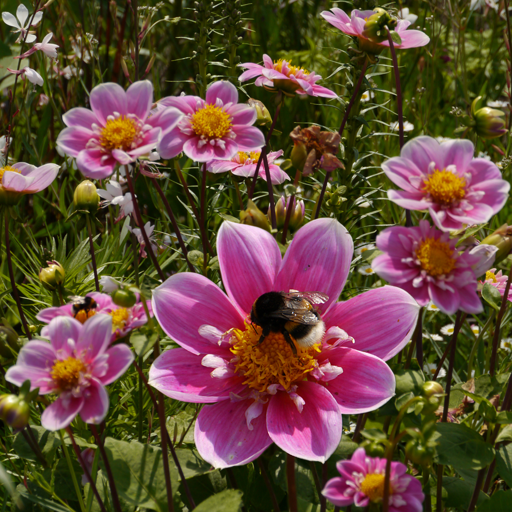 Gartenblumen mit Hummel