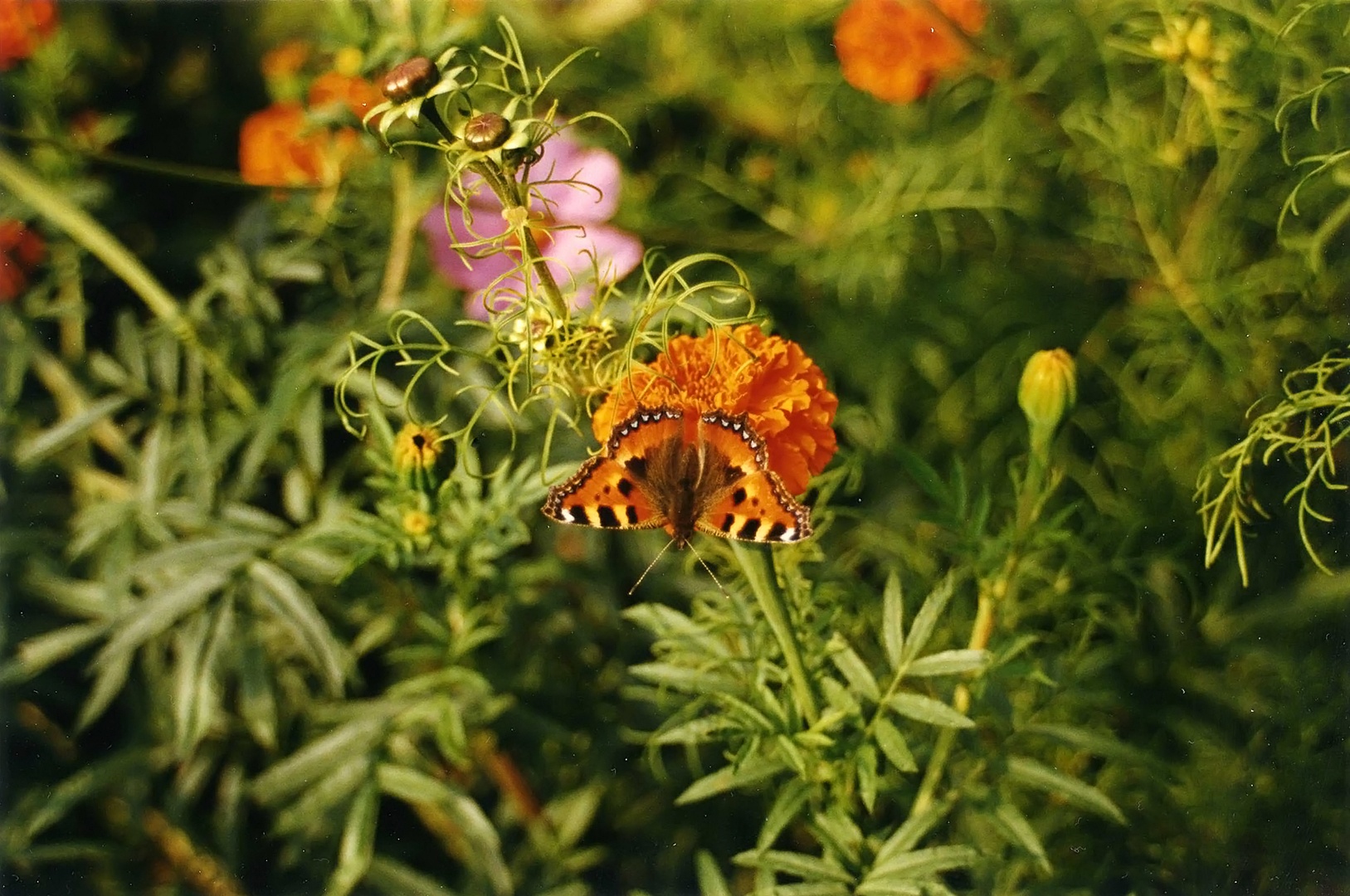 Gartenblumen und Schmetterling II