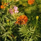 Gartenblumen und Schmetterling II