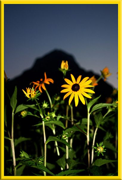 Gartenblumen vor dem Glärnisch