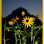 Gartenblumen vor dem Glärnisch