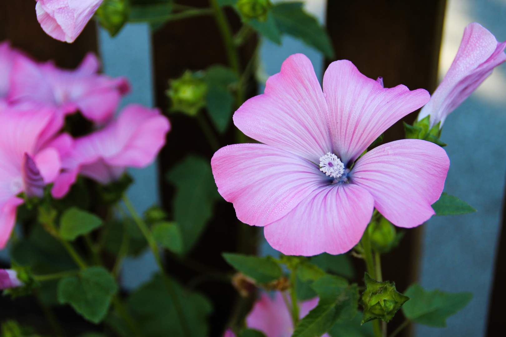 Gartenblumenparadies