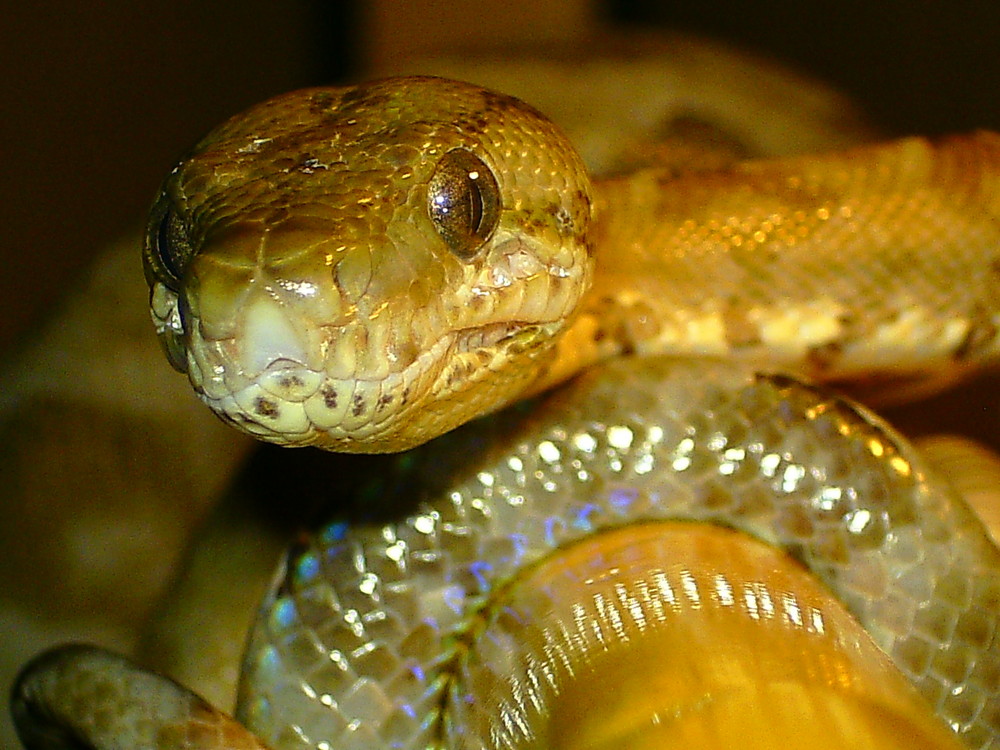 Gartenboa