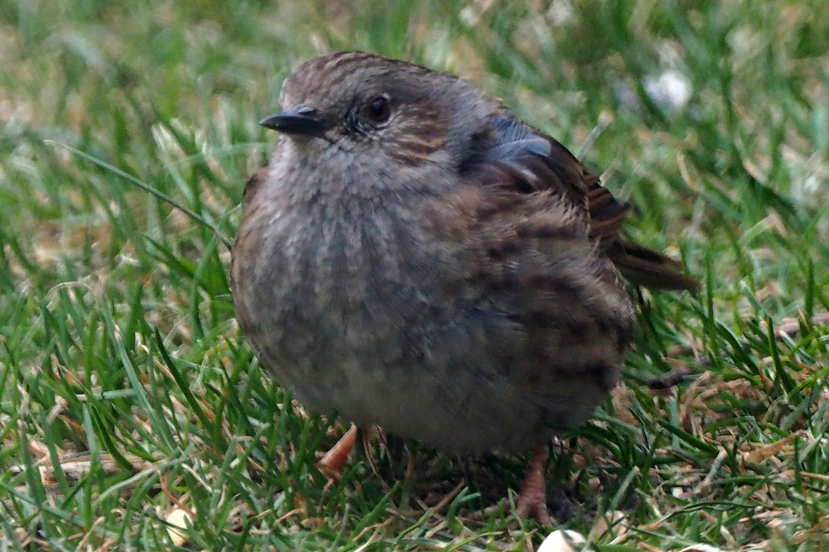 Gartenbraunelle