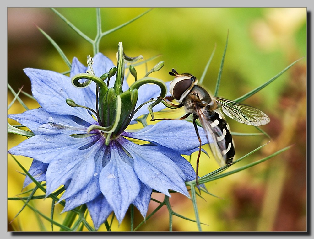 Gartenbrummer