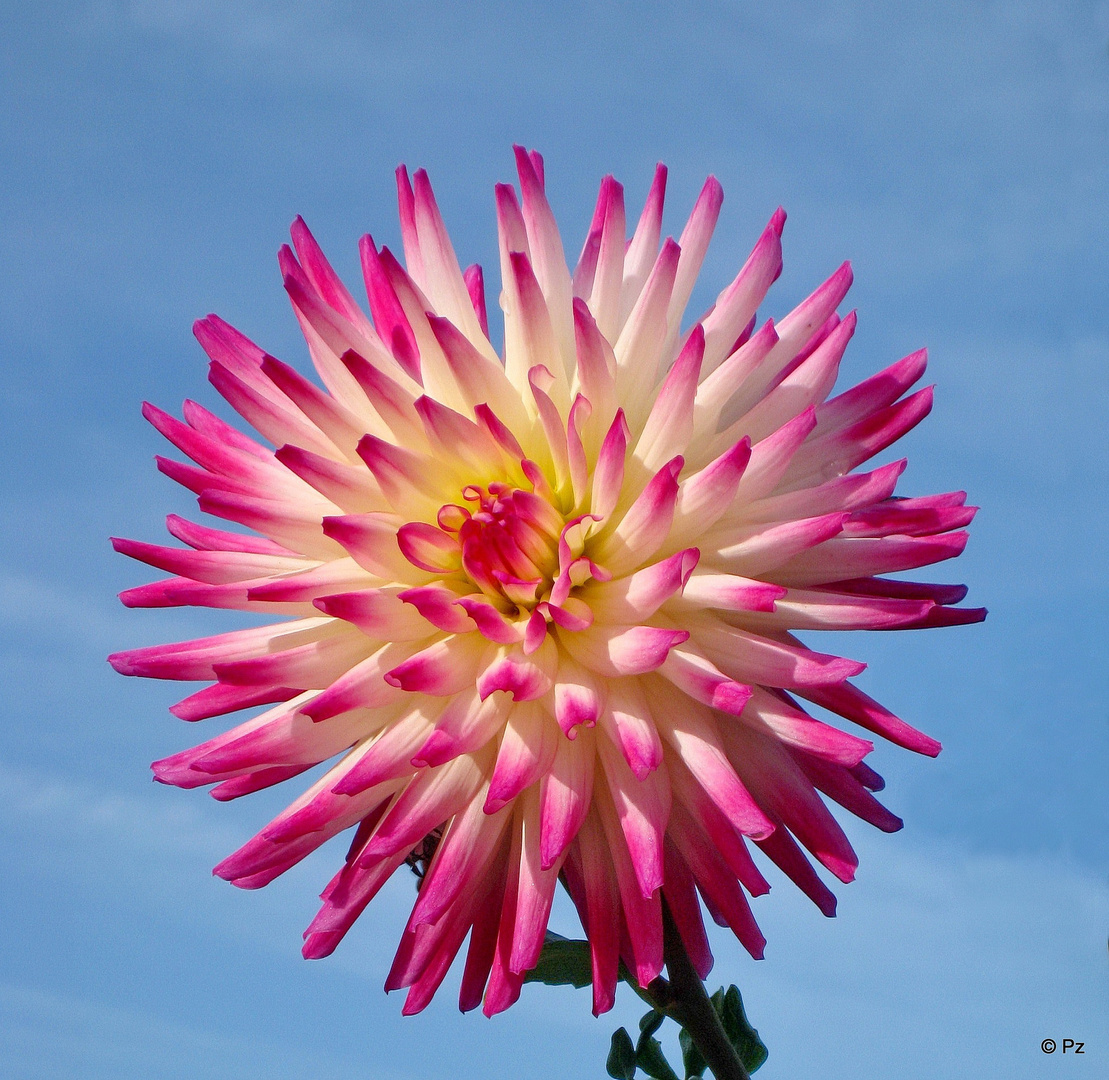 Gartendahlie mit ihrem Blütenkranz ...