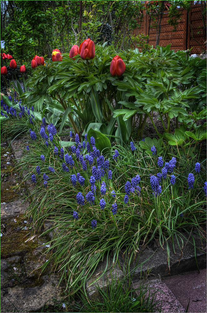 ~ Gartendetail ~