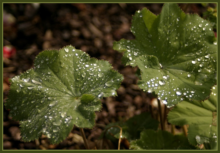 Gartendiamanten