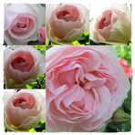 Garten,,Eden-Rose,,