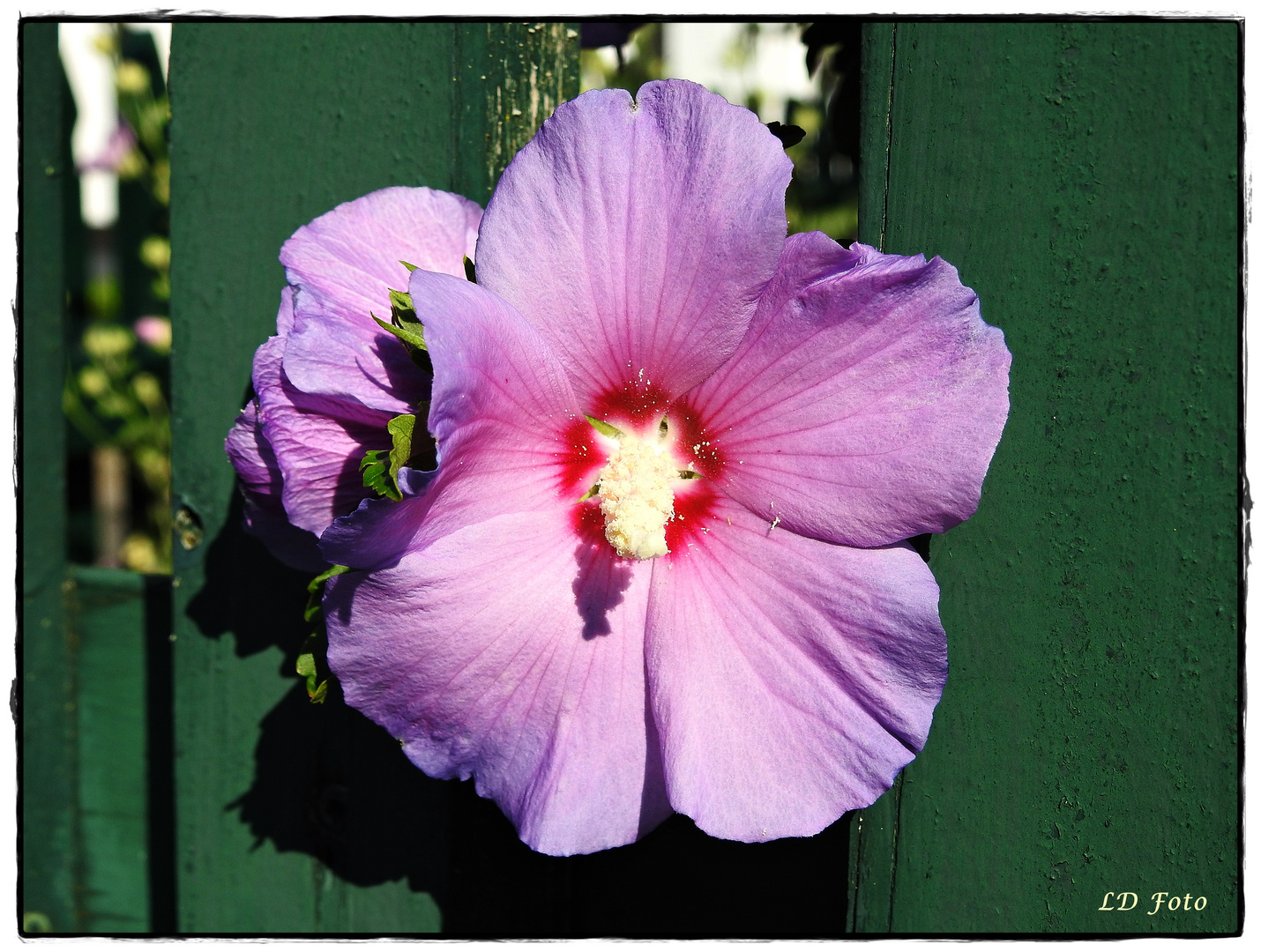 Garteneibisch am Zaun Foto & Bild natur, hibiskus, pflanzen Bilder