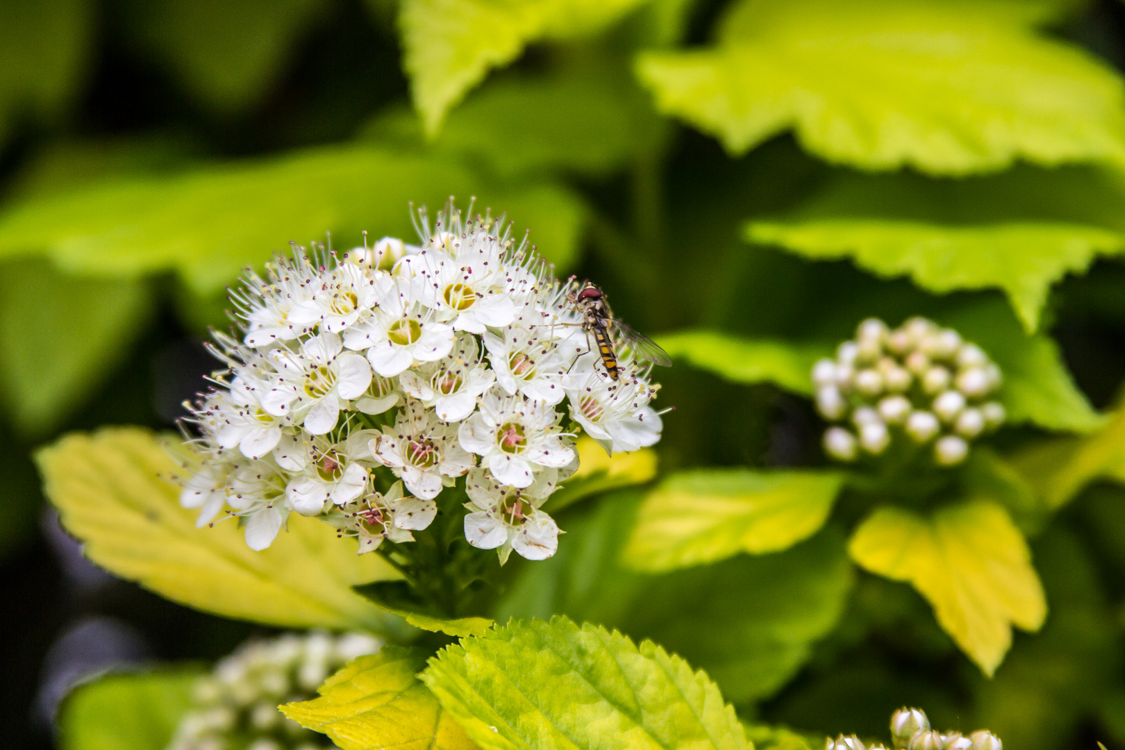 Gartenerlebnis