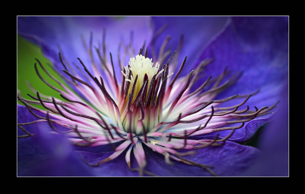 Gartenexpedition: Clematis