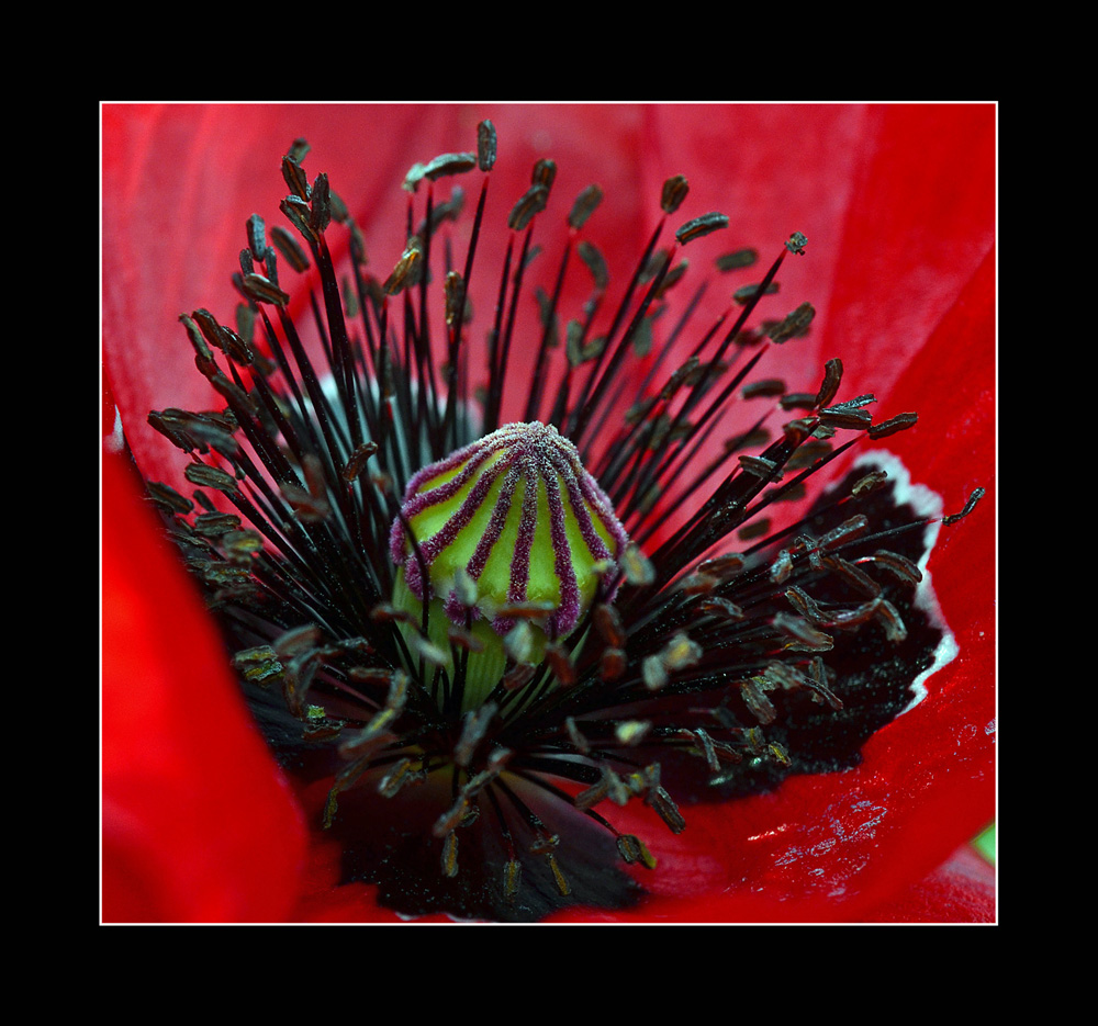 Gartenexpedition: Mohn