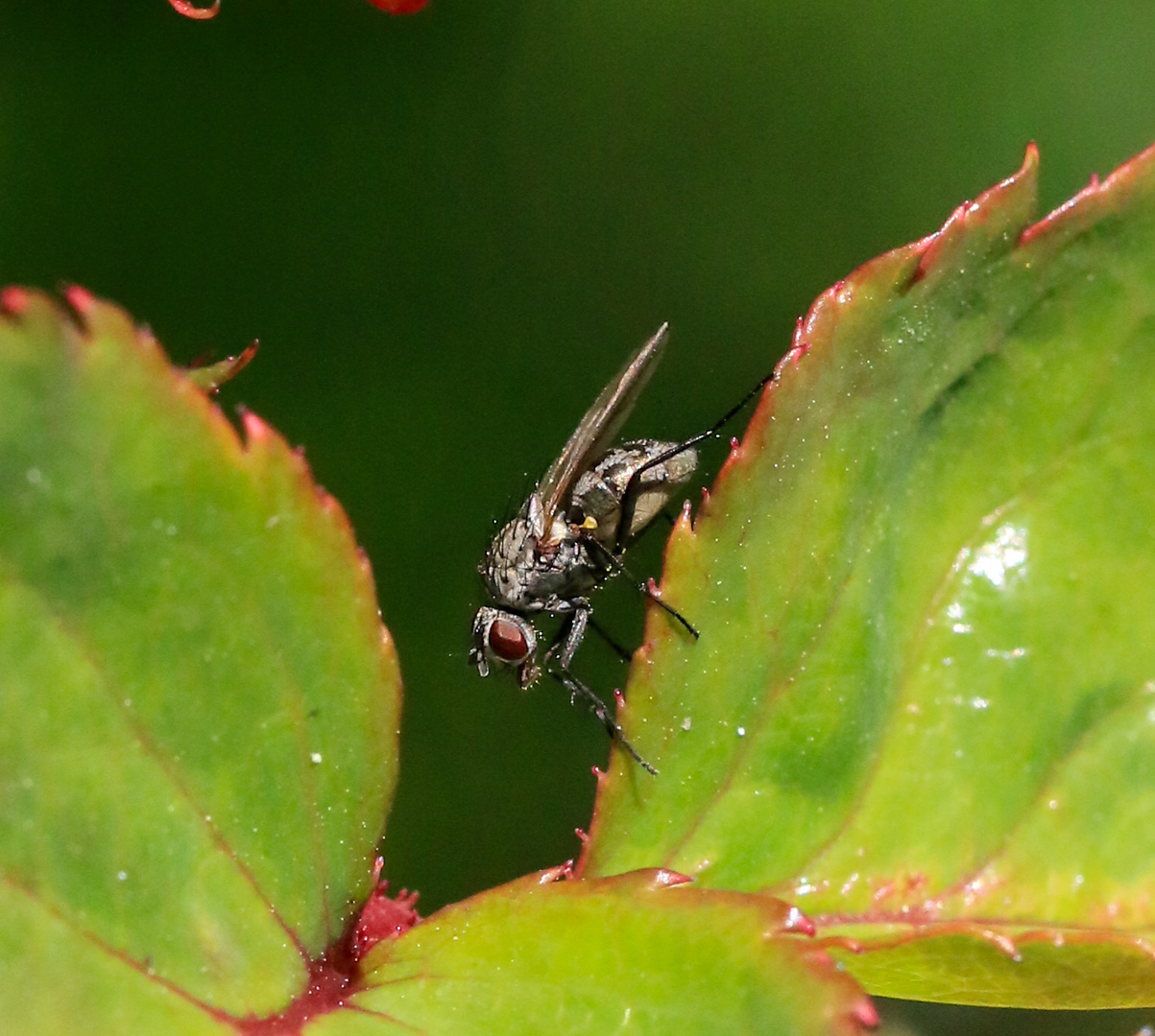 Gartenfliege_Helina evecta