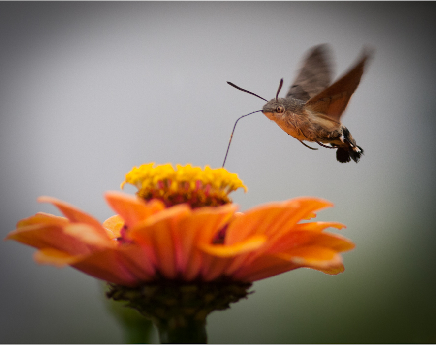 Gartenflieger