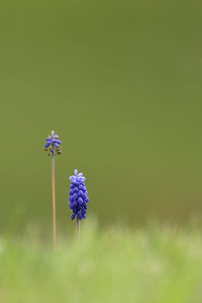 Gartenflüchtling