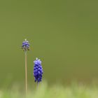 Gartenflüchtling