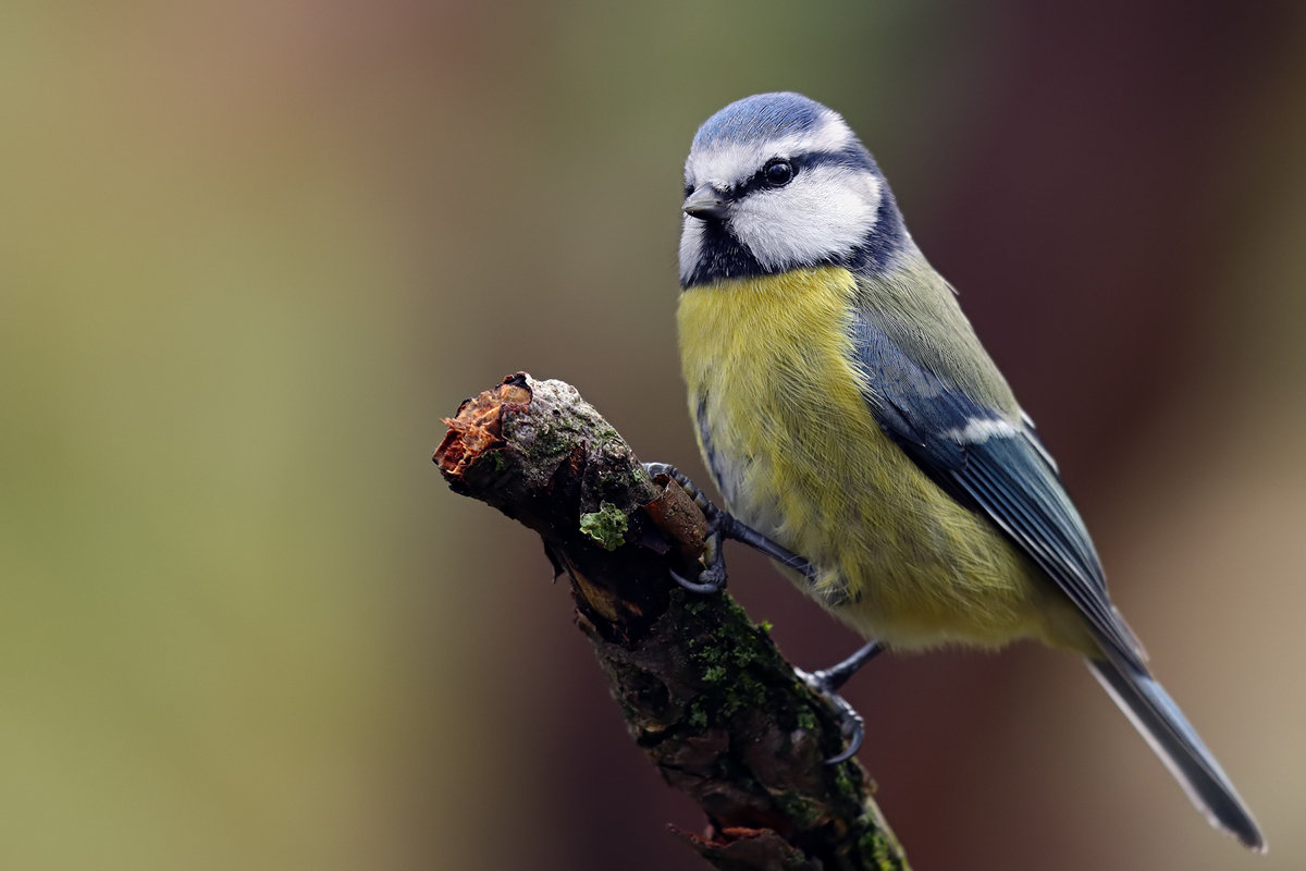 Gartenfotografie