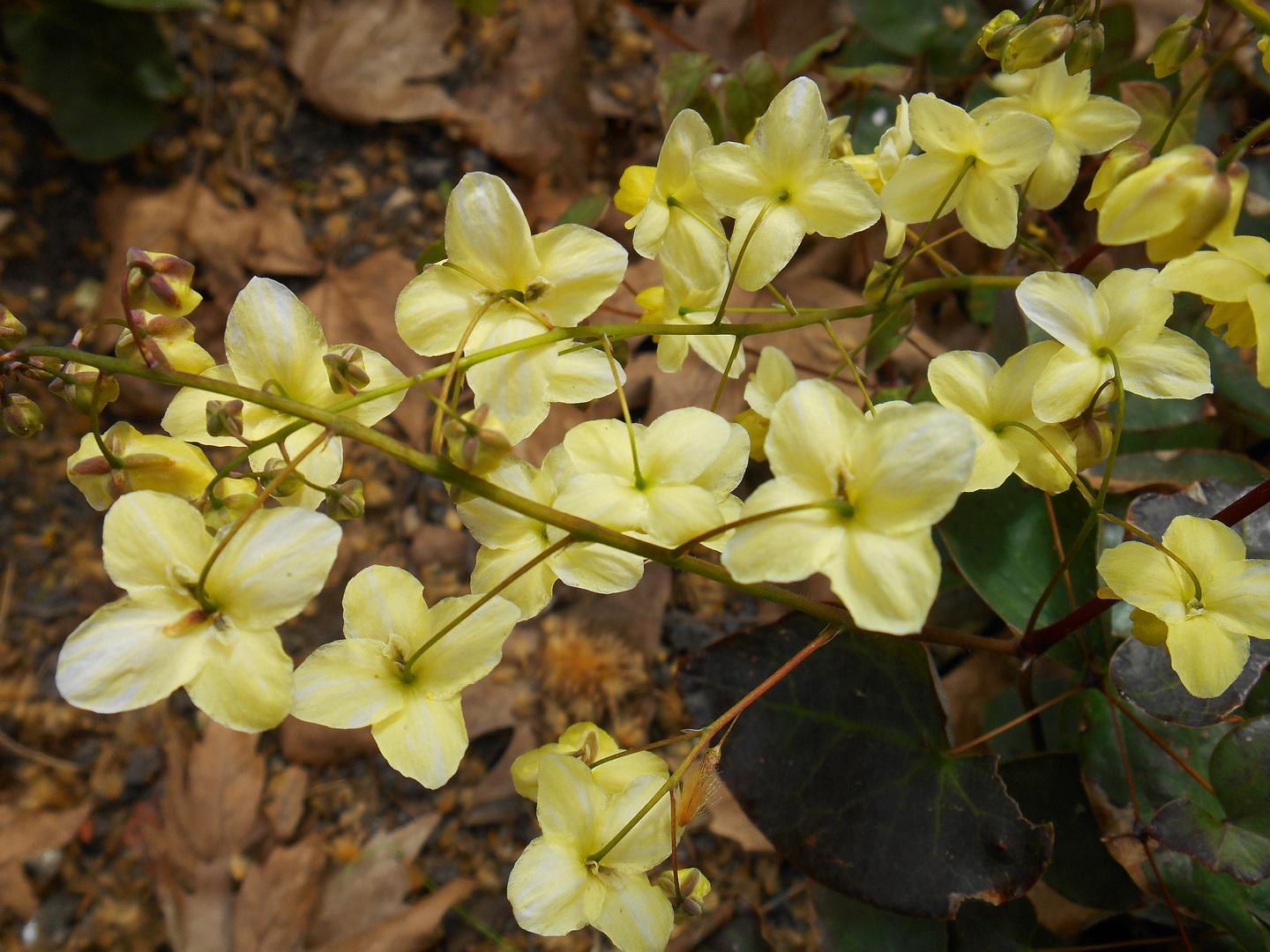 Gartenfreude - 2