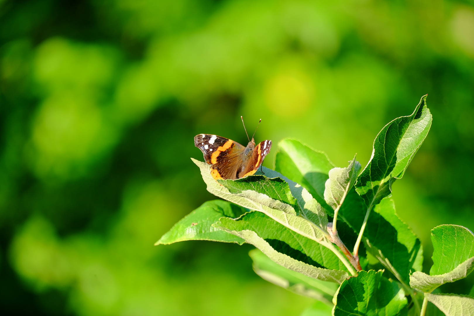 Gartenfreude