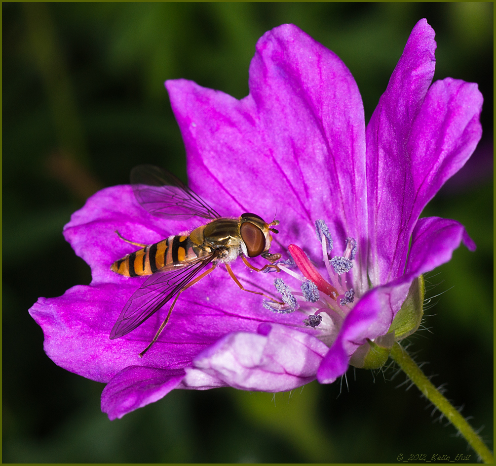 ...Gartenfreude...