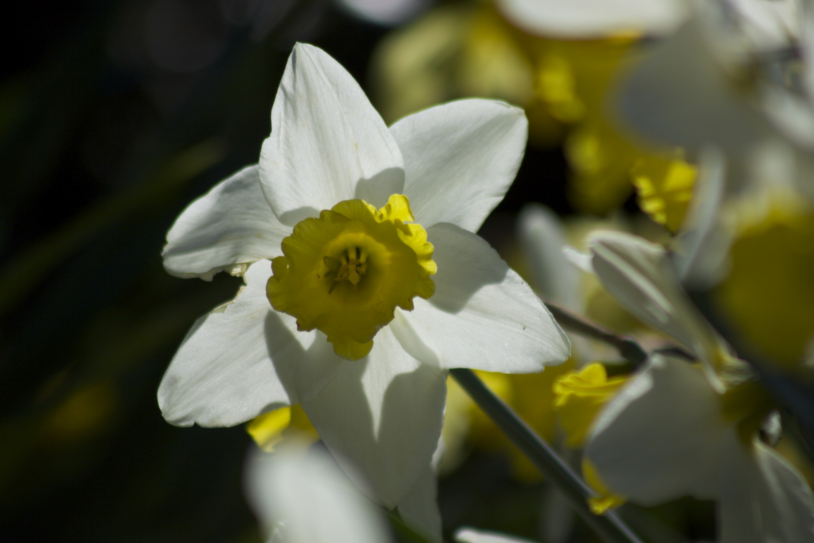 Gartenfreude