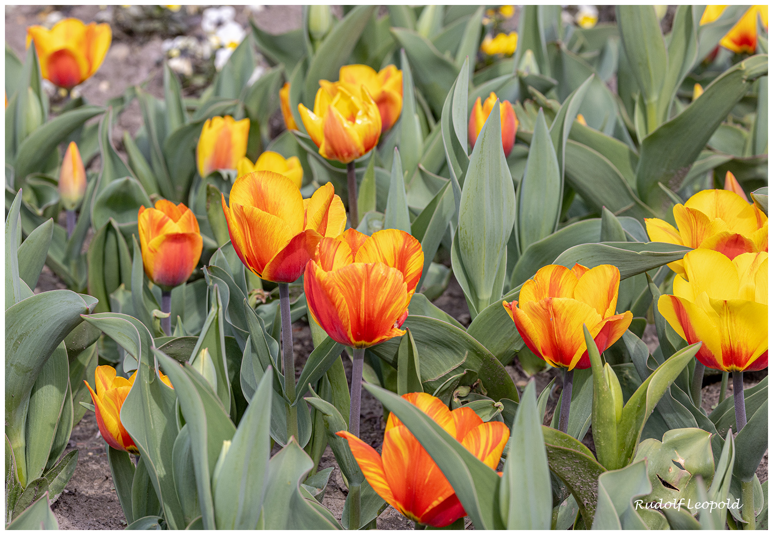 Gartenfreude im Frühling 