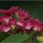 Gartenfreude in pink