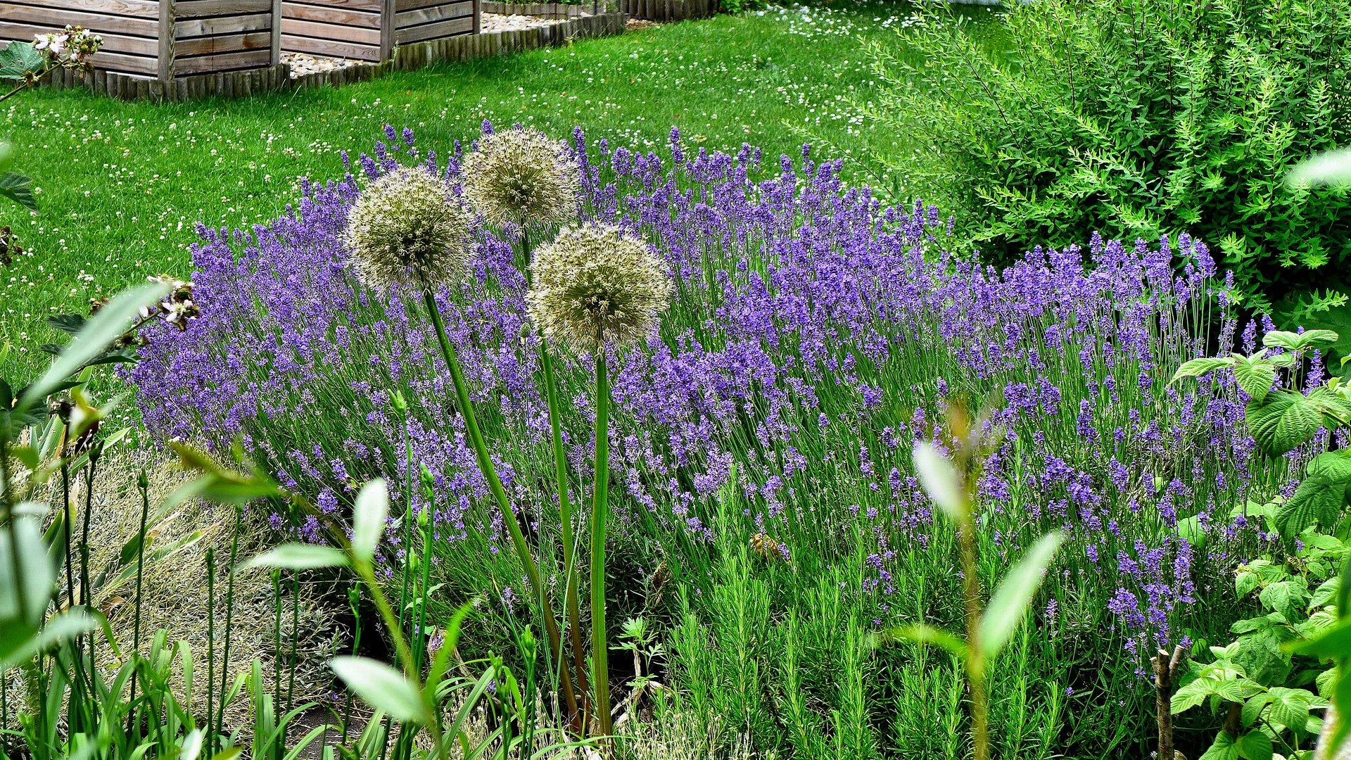 Gartenfreude mit Lavendel 