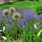 Gartenfreude mit Lavendel 