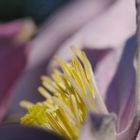 Gartenfreuden 2: Clematis