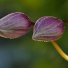 Gartenfreuden 4: Clematis 