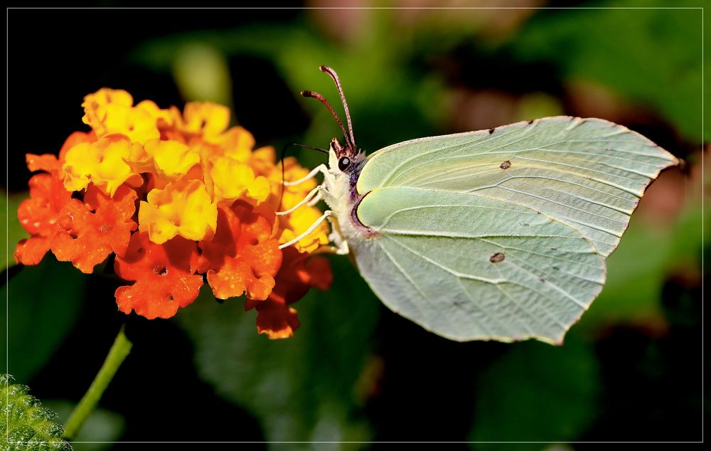 -   Gartenfreuden   -