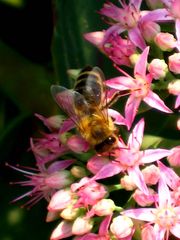 Gartenfreuden