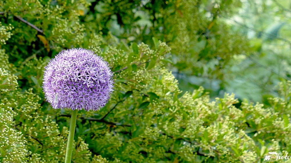 Gartenfreuden