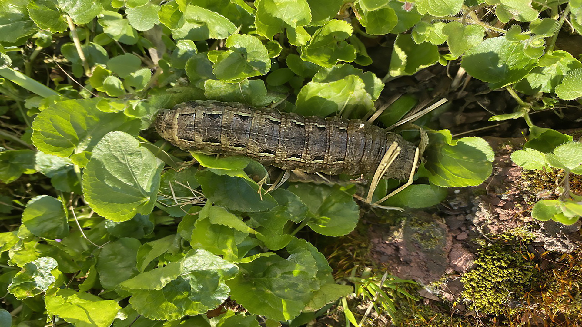 Gartenfreund