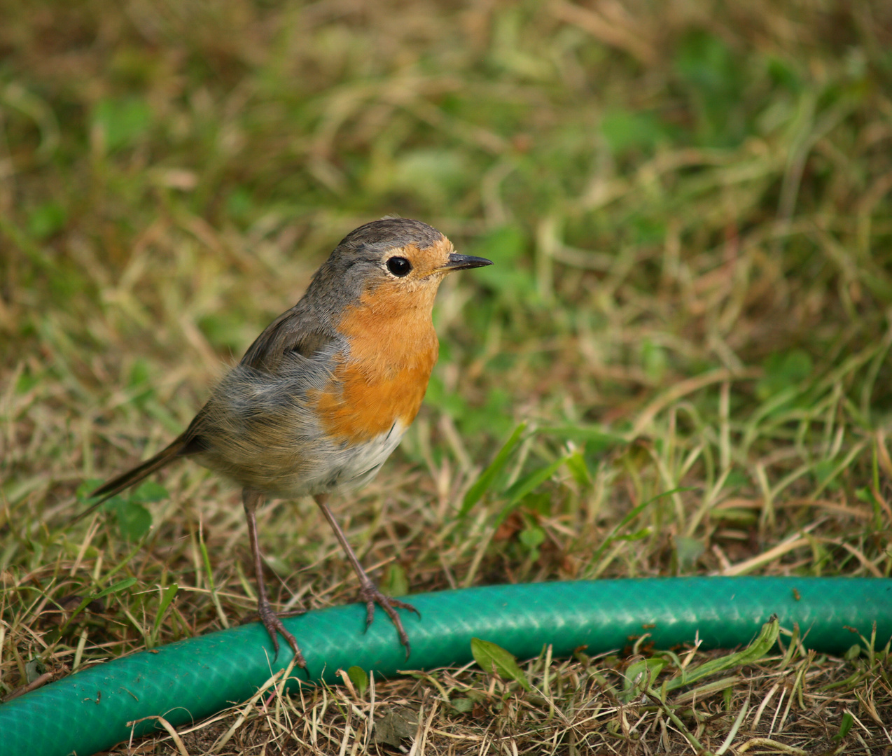 Gartenfreund