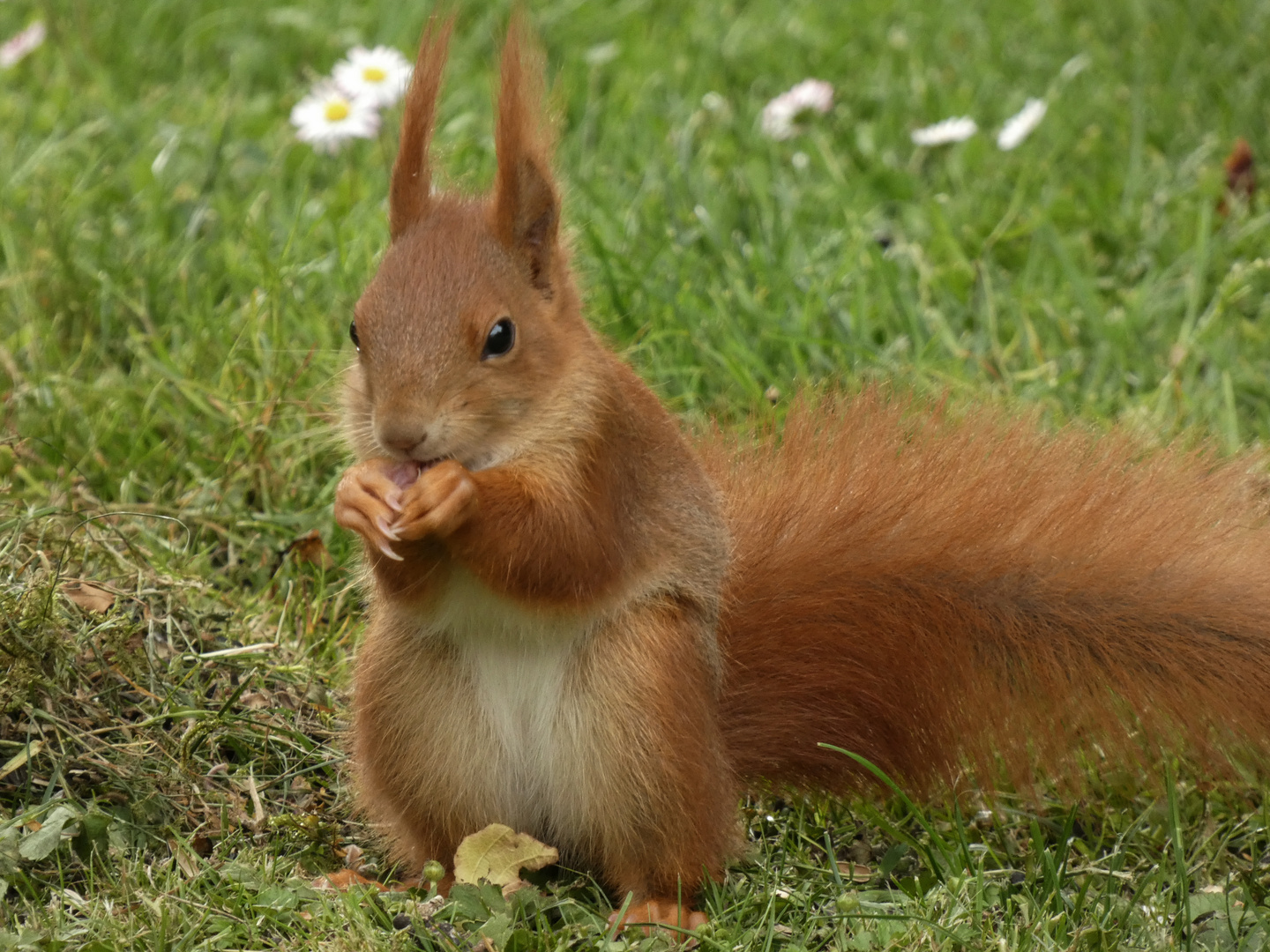 Gartenfreund