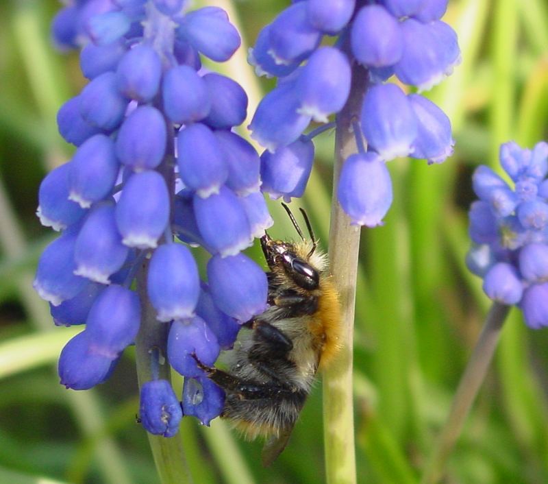 Gartenfreunde