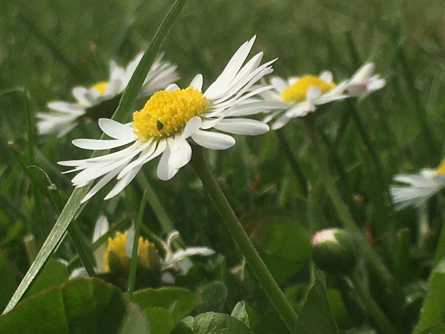 Gartenfreunde! 