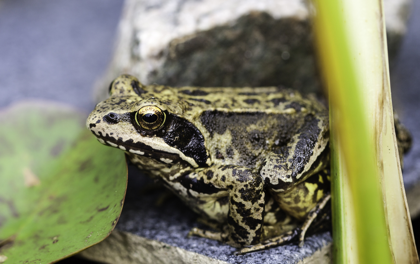 Gartenfrosch