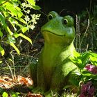 Gartenfrosch